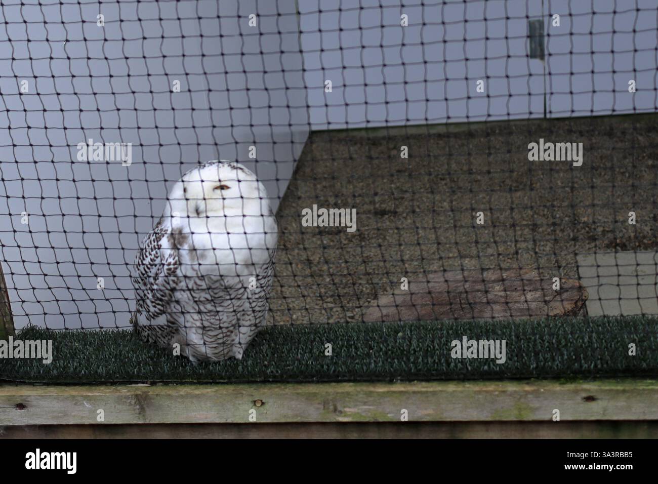 Il British Bird of Prey Centre presso il National Botanic Garden of Wales nel Carmarthenshire. 10 marzo 2025. Rapaci in cattività. Un gufo innevato con piume bianche e segni neri. Foto Stock