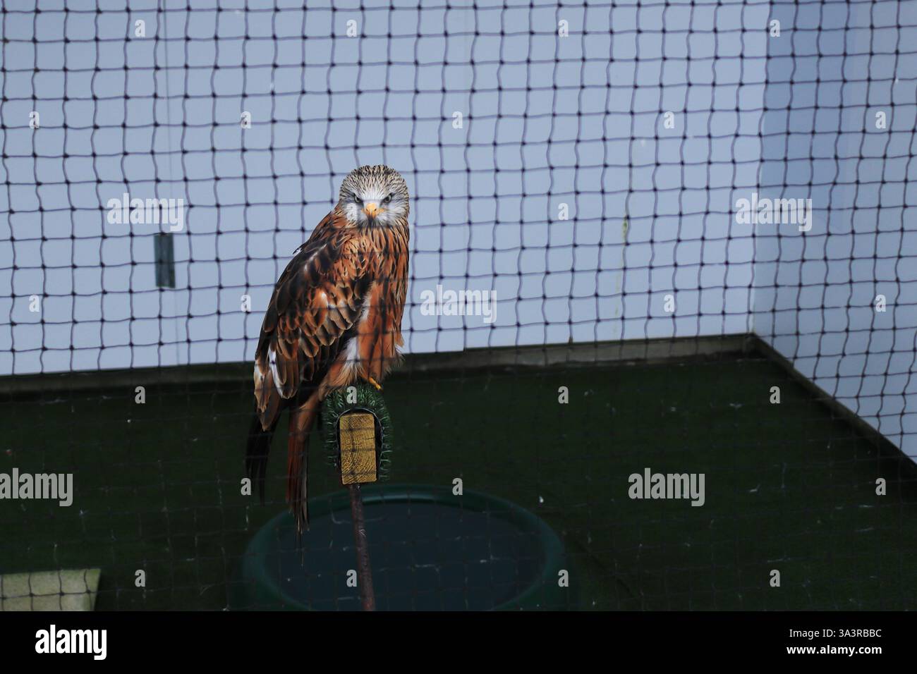 Il British Bird of Prey Centre presso il National Botanic Garden of Wales nel Carmarthenshire. 10 marzo 2025. Rapaci in cattività. Un aquilone rosso con distintivo piumaggio rosso-marrone. Foto Stock