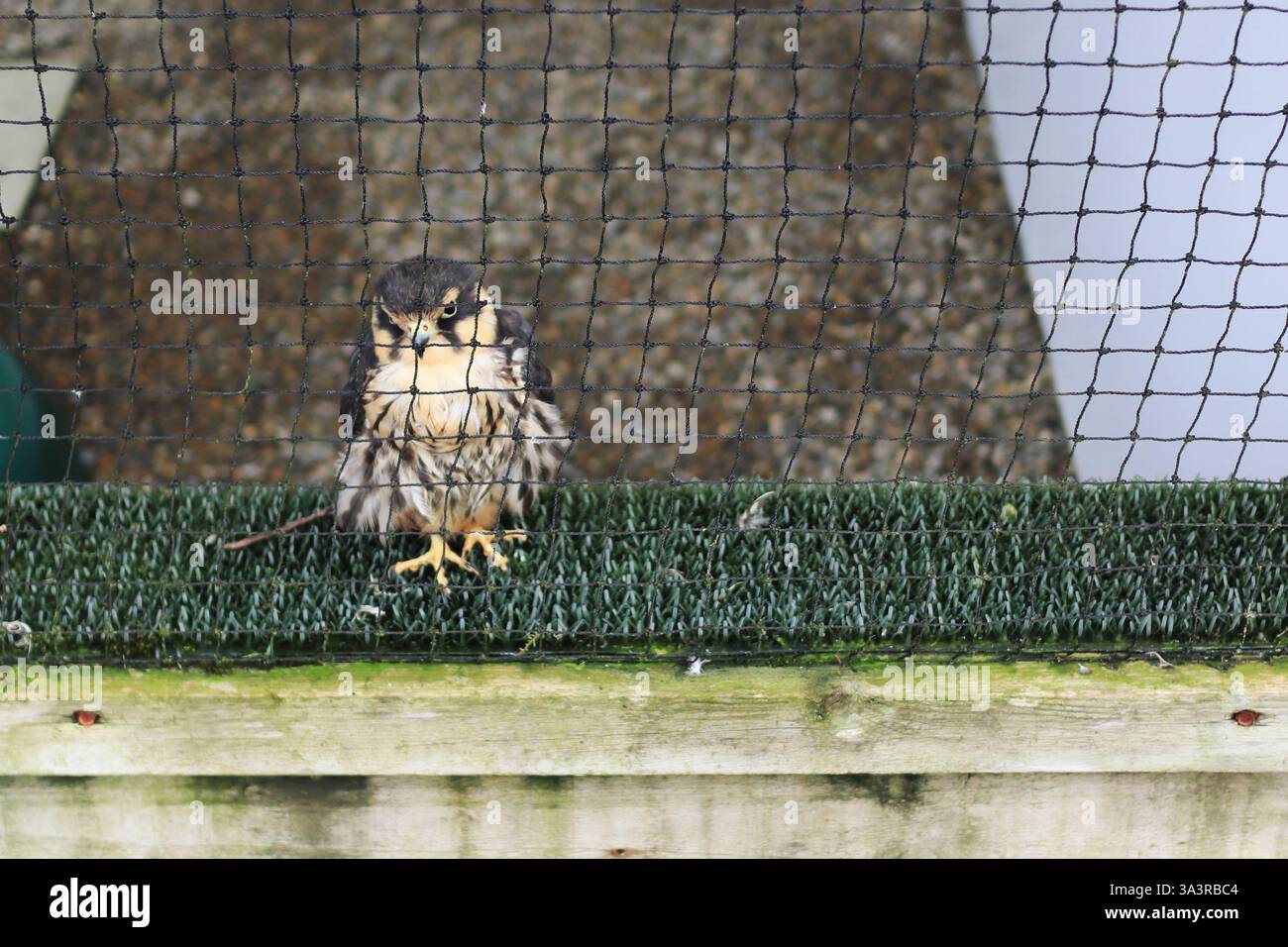 Il British Bird of Prey Centre presso il National Botanic Garden of Wales nel Carmarthenshire. 10 marzo 2025. Rapaci in cattività. Un uccello con distintive marcature nere e arancioni. Un hobby eurasiatico, un tipo di falco. Foto Stock