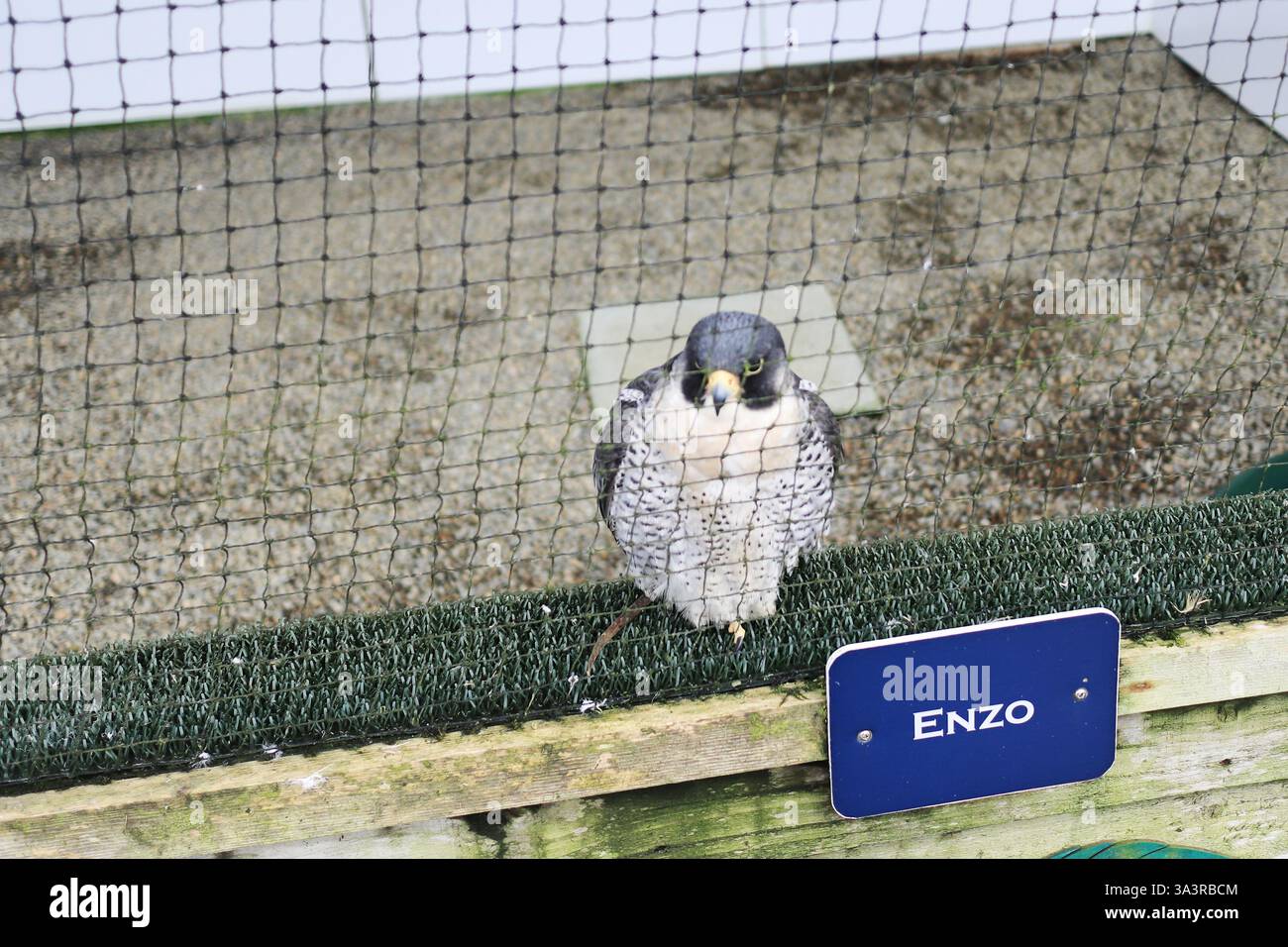 Il British Bird of Prey Centre presso il National Botanic Garden of Wales nel Carmarthenshire. 10 marzo 2025. Rapaci in cattività. Questo è Enzo, un falco pellegrino. Foto Stock