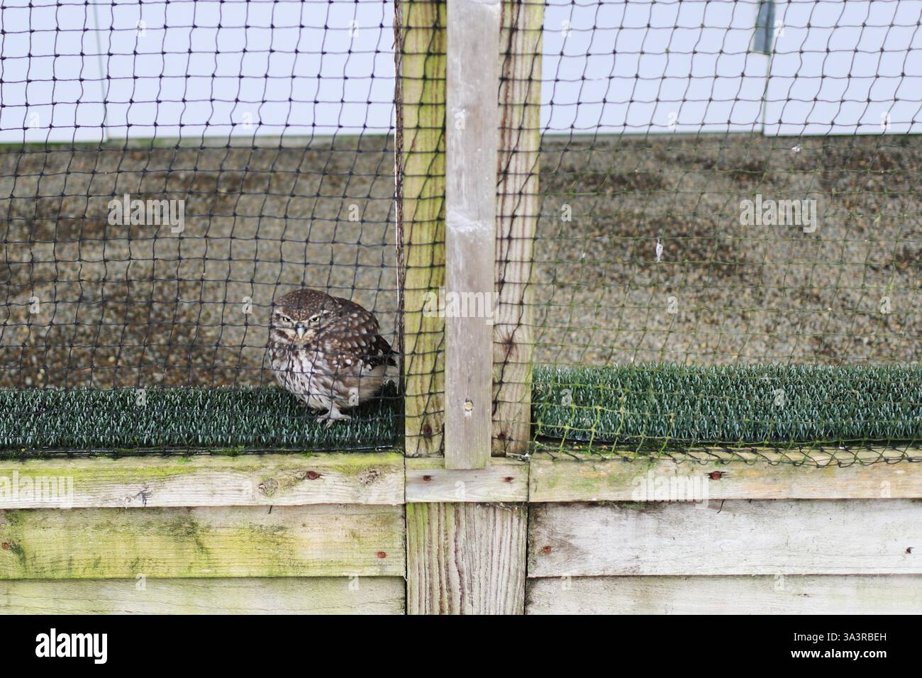 Il British Bird of Prey Centre presso il National Botanic Garden of Wales nel Carmarthenshire. 10 marzo 2025. Rapaci in cattività. Un gufo su una striscia di erba artificiale all'interno del suo recinto. Foto Stock