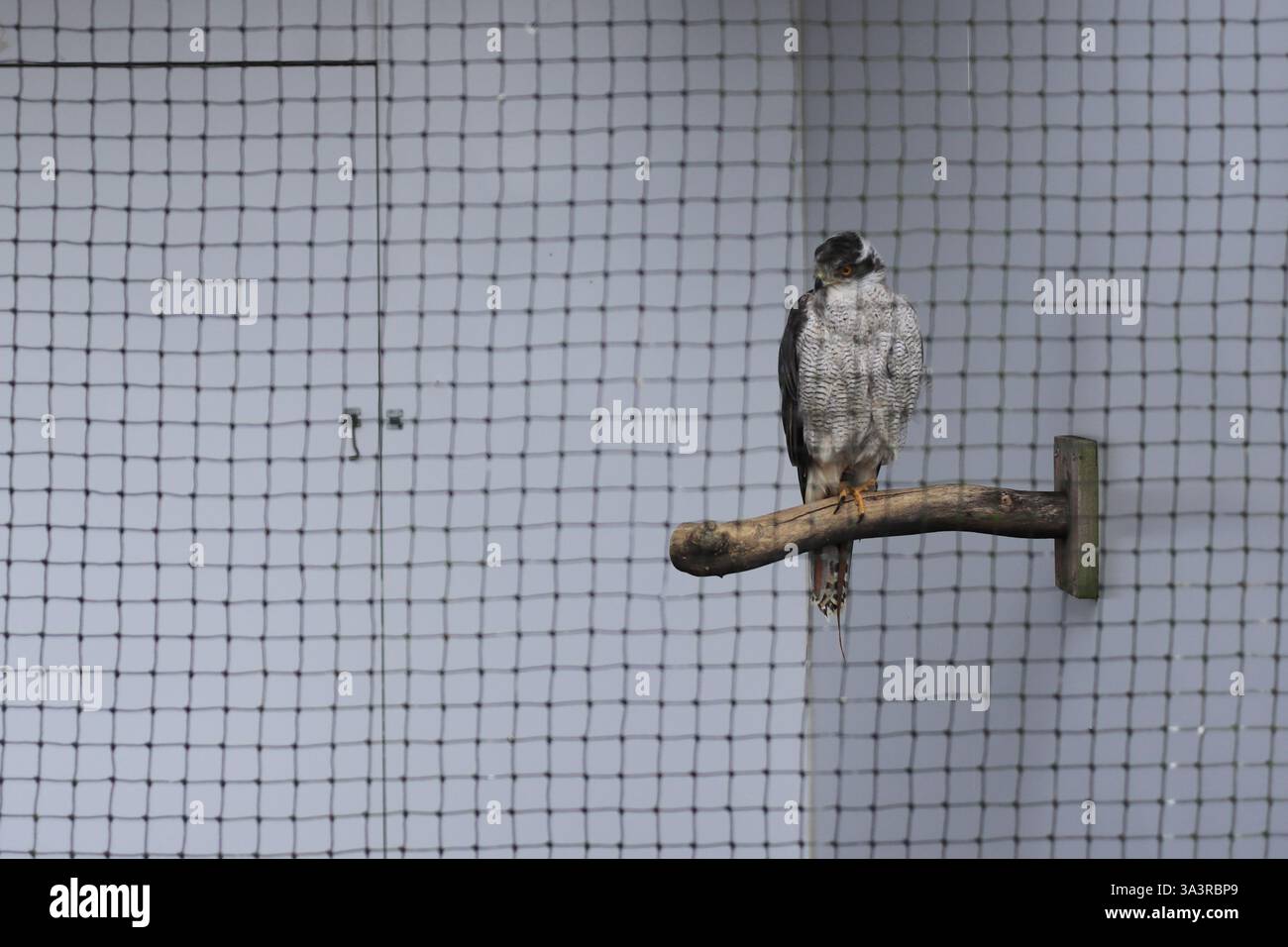 Il British Bird of Prey Centre presso il National Botanic Garden of Wales nel Carmarthenshire. 10 marzo 2025. Rapaci in cattività. Vanth, uno sparrowhawk allevato sul posto. Foto Stock