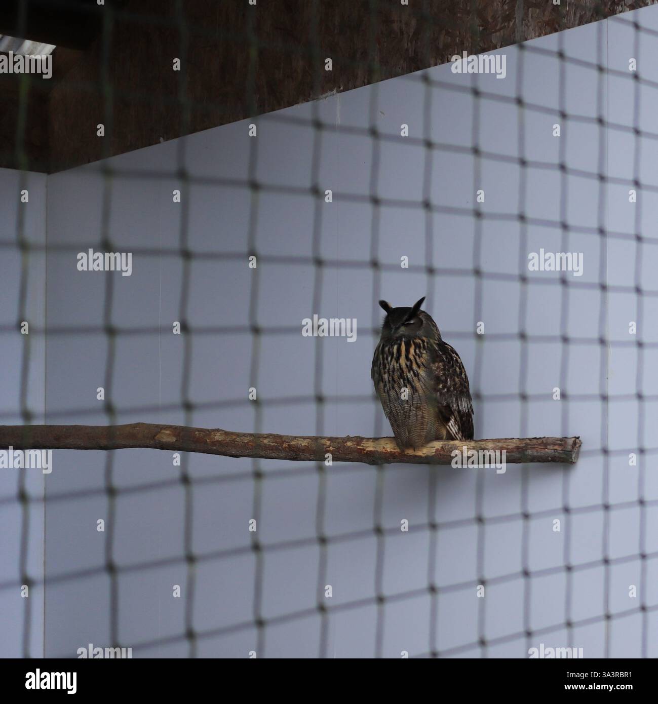 Il British Bird of Prey Centre presso il National Botanic Garden of Wales nel Carmarthenshire. 10 marzo 2025. Uccelli rapaci in cattività: Un gufo di aquila europeo. Foto Stock
