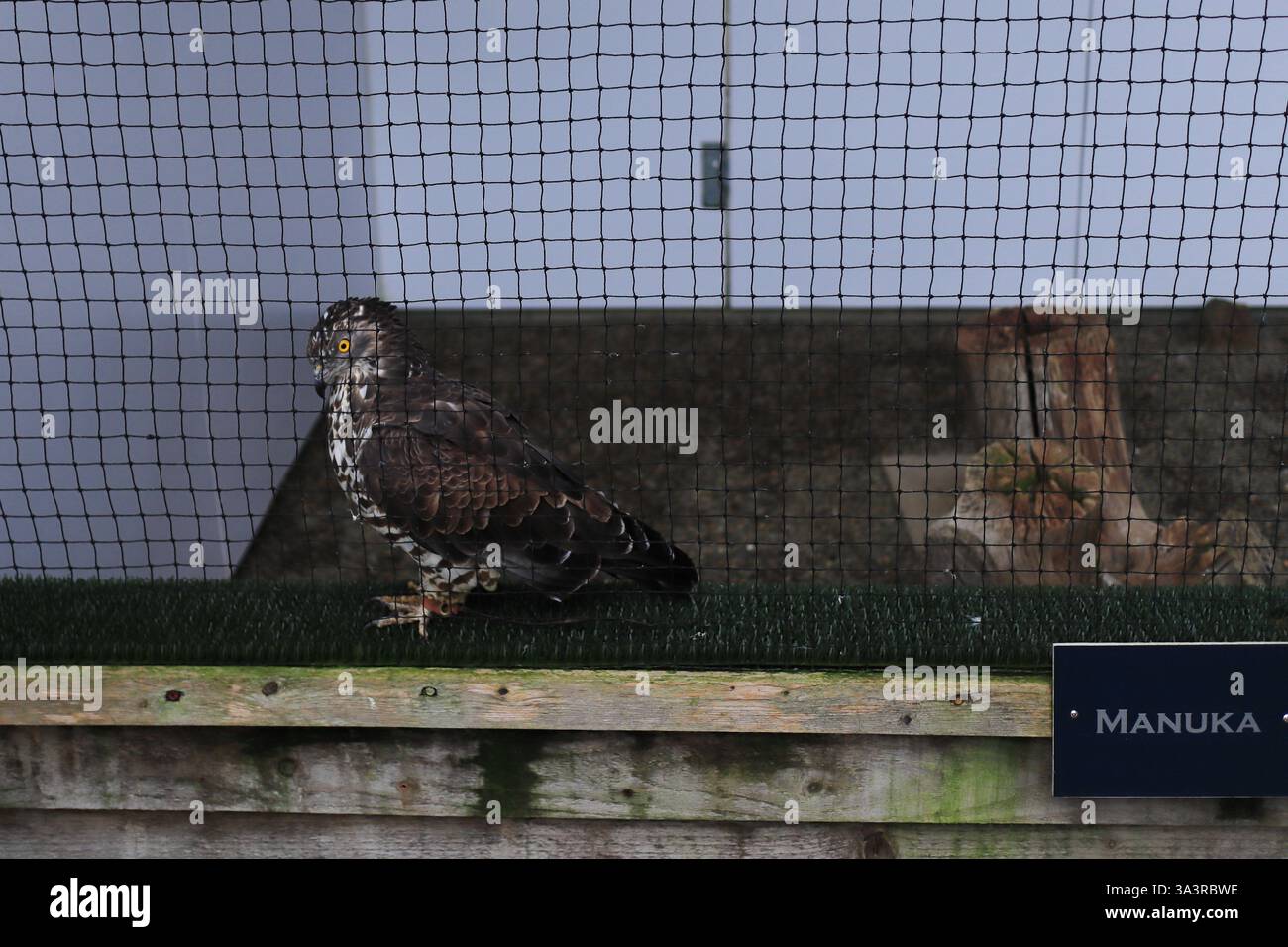 Il British Bird of Prey Centre presso il National Botanic Garden of Wales nel Carmarthenshire. 10 marzo 2025. Manuka, una barretta di miele, portata al centro dopo essere stata allevata a mano come una tipa. Rapaci in cattività. Foto Stock