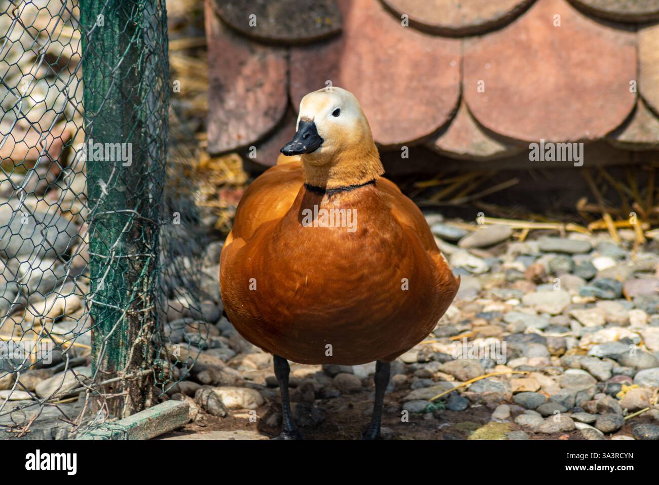 Ruddy Shelduck in piedi vicino a una recinzione metallica, il suo piumaggio arancione brillante che si illumina alla luce del sole Foto Stock