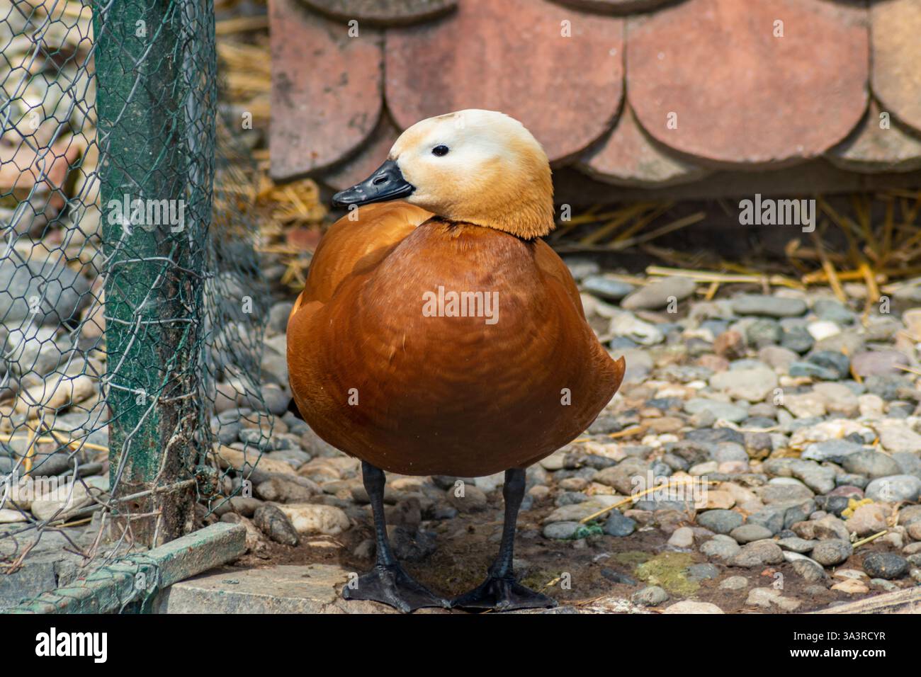 Splendido riparo rugginito con impressionanti piume arancioni e un becco nero in piedi su un terreno roccioso Foto Stock