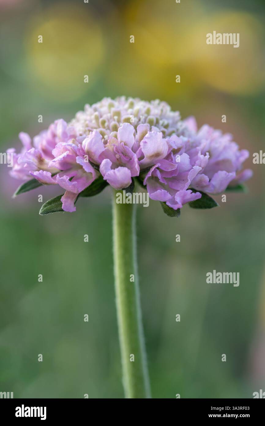 Primo piano di Scabiosa columbaria "Butterfly Blue" Foto Stock