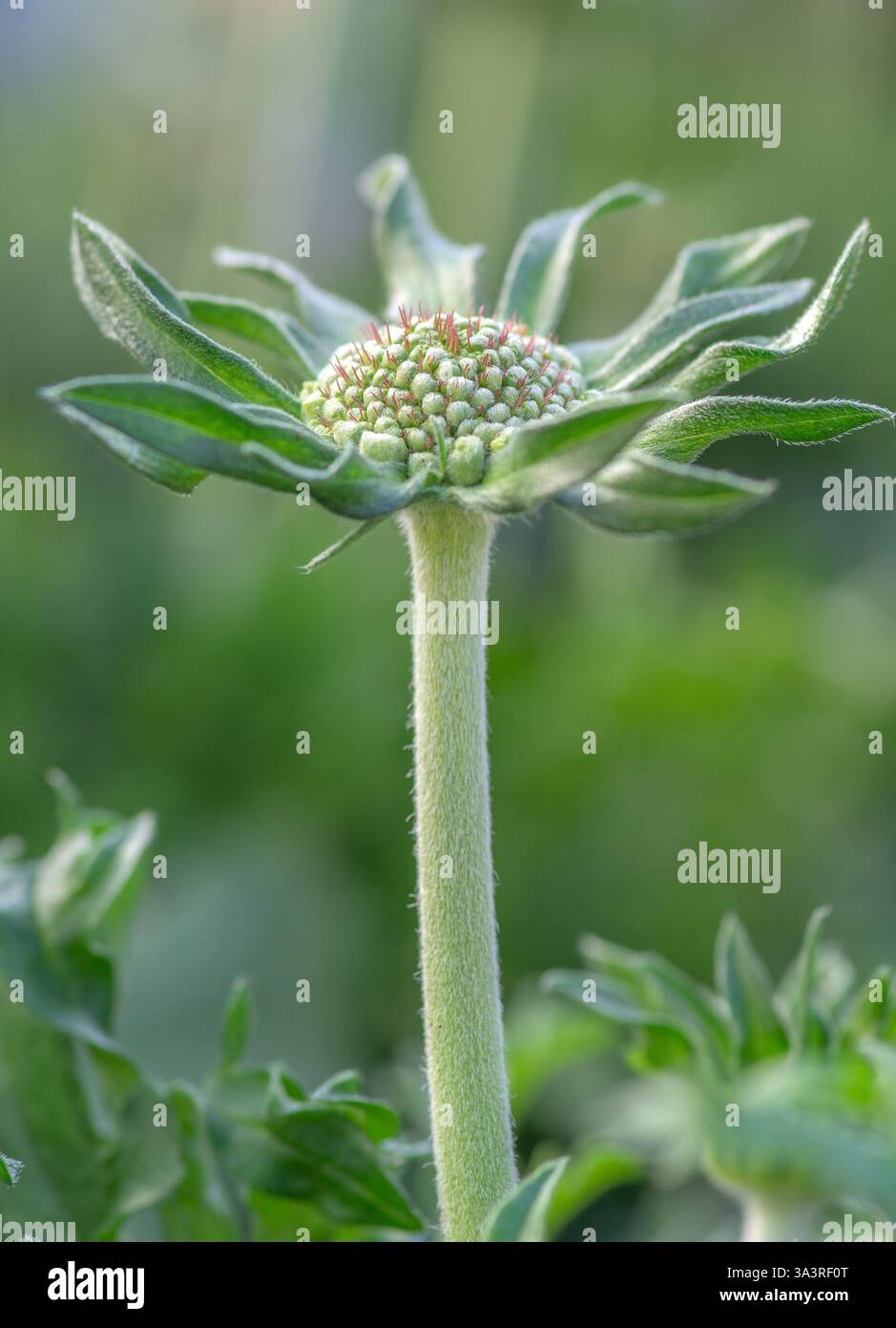 Primo piano di Scabiosa columbaria 'Butterfly Blue' prima di fiorire Foto Stock