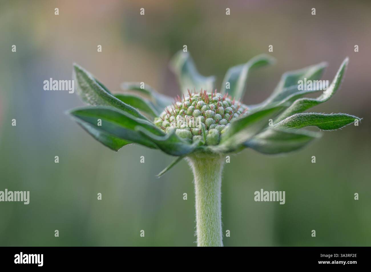 Primo piano di Scabiosa columbaria 'Butterfly Blue' prima di fiorire Foto Stock