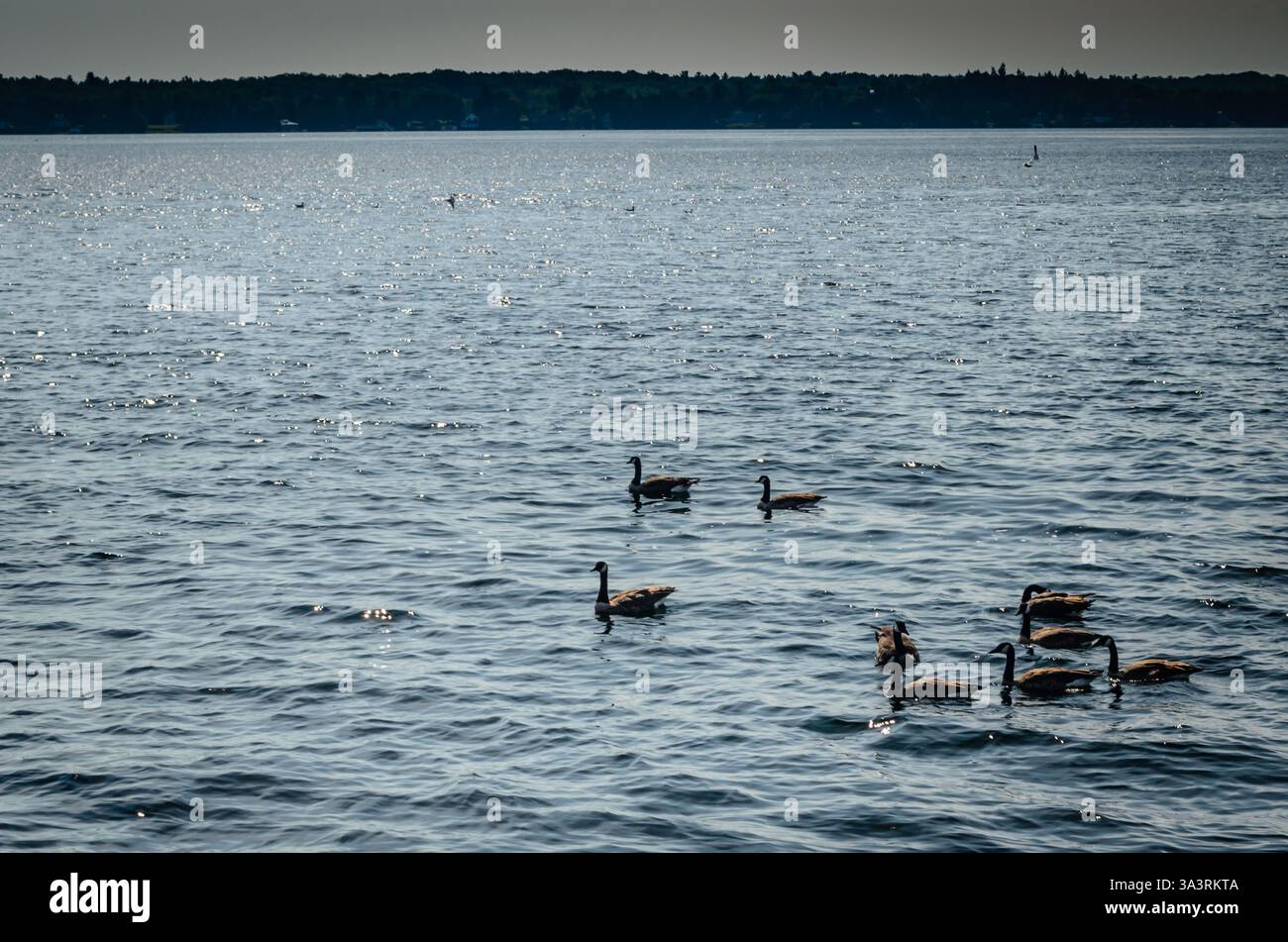 Piccolo gregge di oche del Canada in primo piano sul fiume St. Lawrence, con il litorale dello stato di New York sullo sfondo. Foto Stock