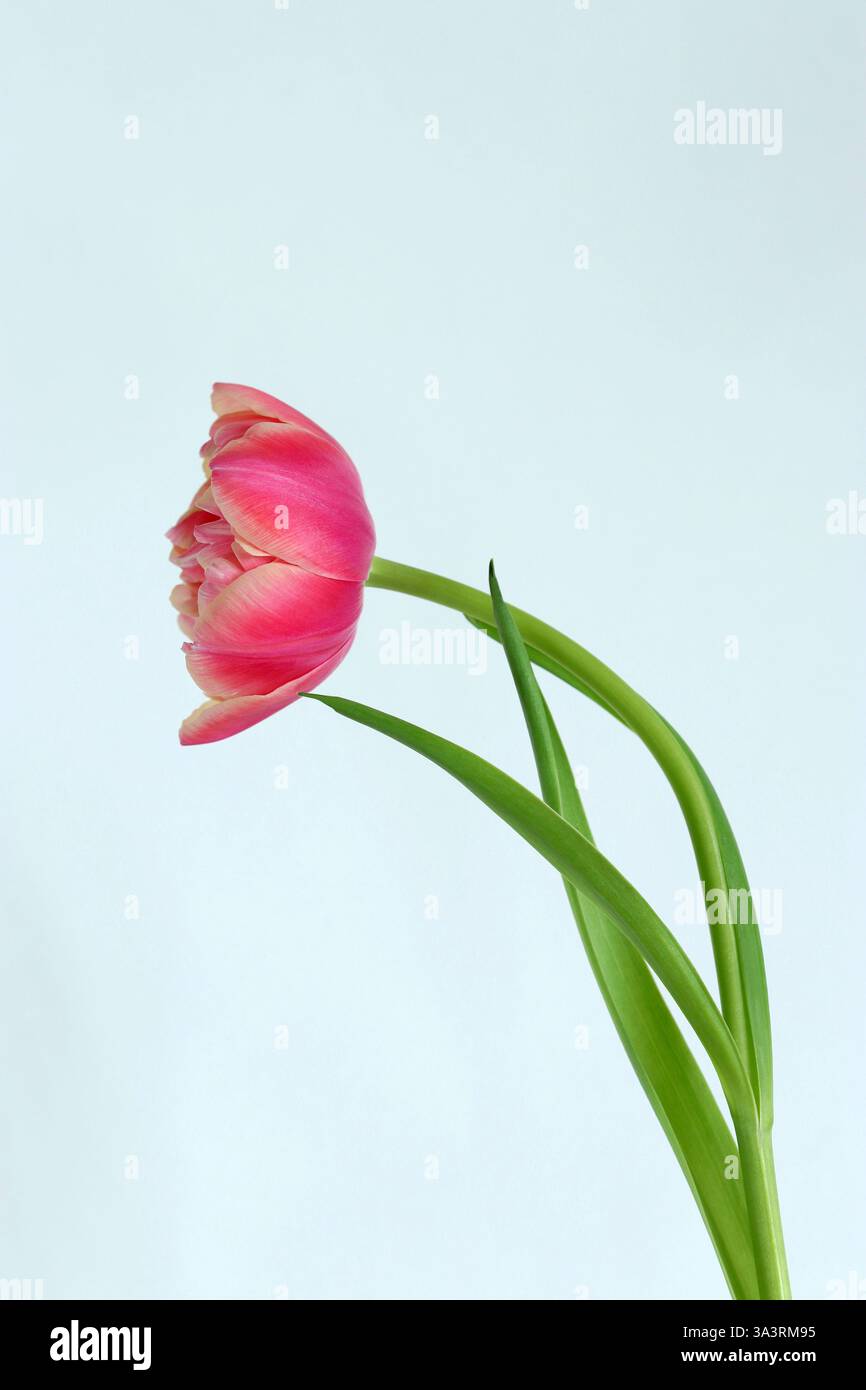 Un singolo tulipano rosa doppio che si piega sul gambo, petali arricciati racchiusi da petali esterni lisci. Immagine Studio; sfondo bianco. Copia spazio. Foto Stock