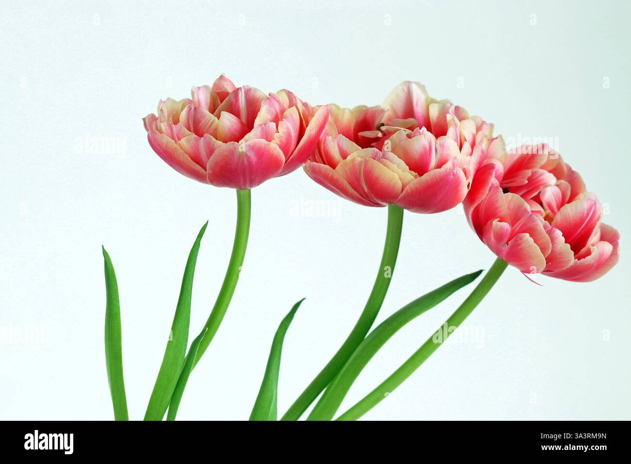 Tre tulipani rosa brillante con bordi in petali color crema si affiancano in una luminosa immagine da studio su sfondo bianco. Copia spazio. Foto Stock
