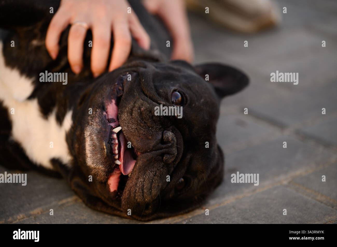 Un grazioso bulldog francese nero giace sulle lastre durante una passeggiata nel cortile, il proprietario accarezza il suo amato cane da compagnia con la mano, primo piano. Concetto di cura degli animali domestici, Foto Stock