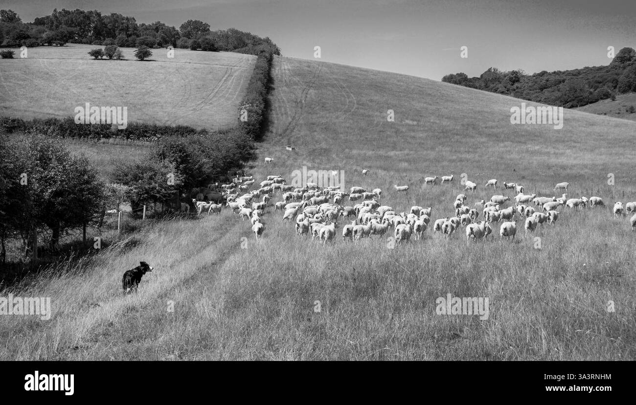 Cane da pecora che allevano un grande gregge di pecore che corre attraverso un campo in una giornata di sole, fotografia in bianco e nero, vista laterale sussex, Inghilterra, Britian, copia Foto Stock
