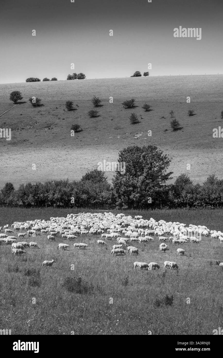 Foto in bianco e nero di circa 200 pecore che corrono su un campo in una giornata di sole, vista laterale e cielo blu, sussex, Inghilterra, Britiano, copia spac Foto Stock