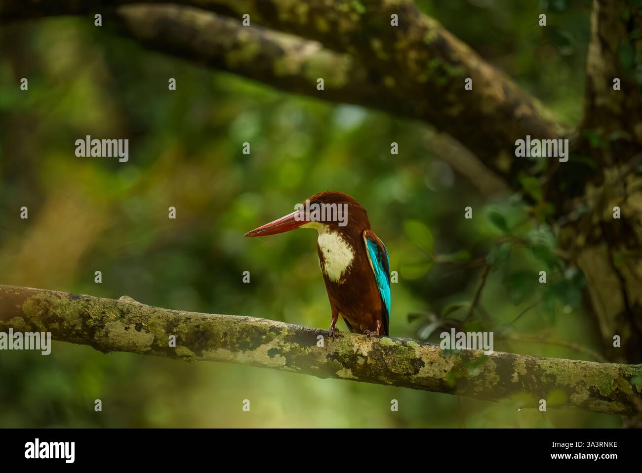 L'immagine presenta un kingfisher dalla gola bianca (Halcyon smyrnensis) arroccato su un ramo di muschio nel Parco Nazionale di Yala, Costa del Sud, Sri Lanka. Questo vibr Foto Stock