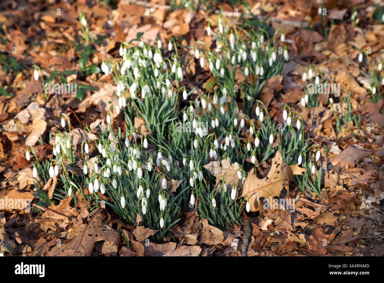 Galanthus, noto anche come gocce di neve, cresce nei boschi, all'inizio di marzo 2025, Watchung Reservation, Mountainside New Jersey USA Foto Stock