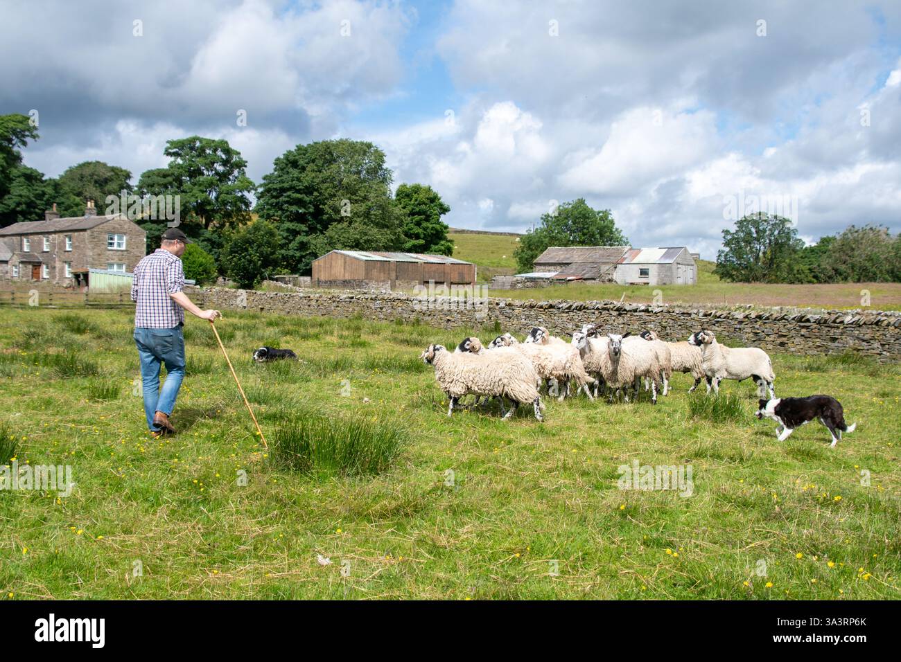 Uomo che mangia le sue pecore nello Yorkshire Dales, in Inghilterra Foto Stock