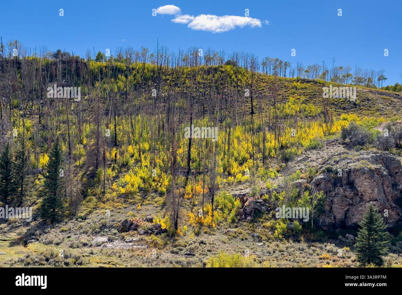 Foresta di Aspen che si sta riprendendo da un incendio nella Fish Lake National Forest sull'altopiano di Sevier vicino a Monroe, Utah. Foto Stock
