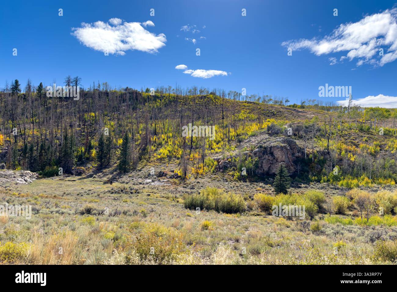 Foresta di Aspen che si sta riprendendo da un incendio nella Fish Lake National Forest sull'altopiano di Sevier vicino a Monroe, Utah. Foto Stock