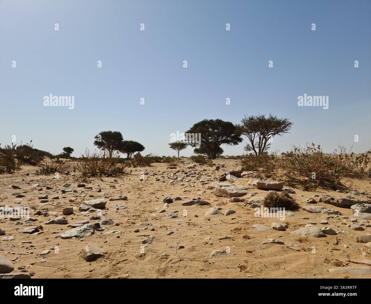 Paesaggio desertico con alberi sparsi sullo sfondo - Immagine stock catturata con smartphone