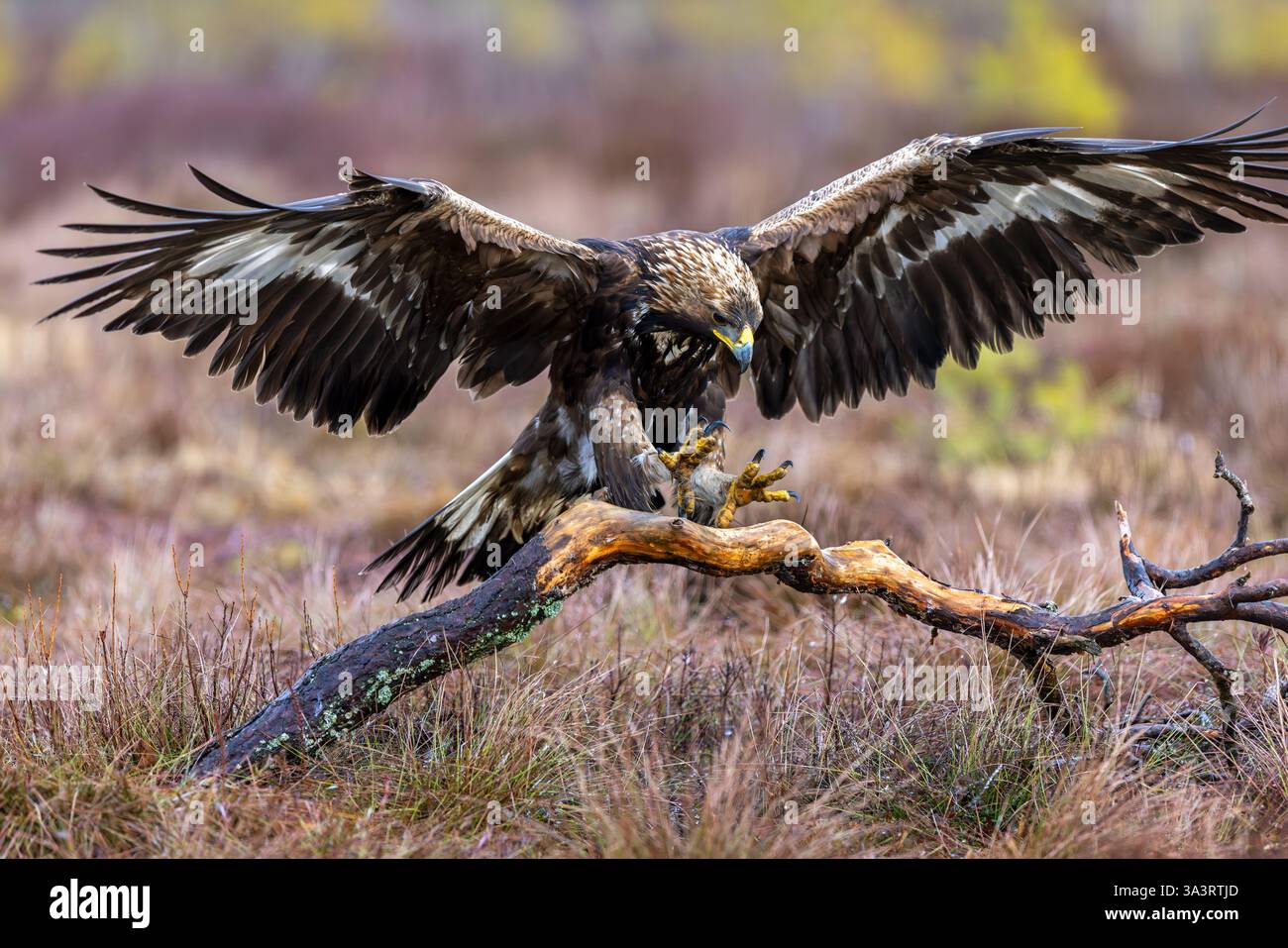Aquila reale europea (Aquila chrysaetos chrysaetos) atterra su un ramo con ali sparse nella brughiera/brughiera Foto Stock