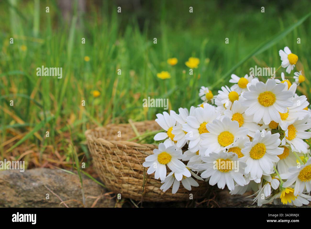 Un cestino in tessuto con margherite bianche fresche in un prato verde. Il primo piano evidenzia delicati petali e centri gialli, creando un'atmosfera naturale e rustica. Foto Stock