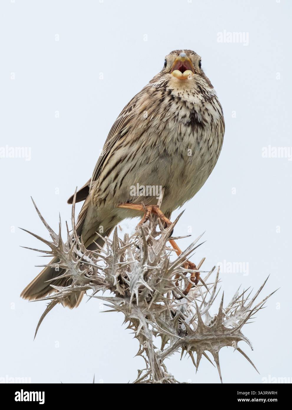 Granturco (Emberiza calandra) arroccato su una pianta spinosa, Cipro. Foto Stock