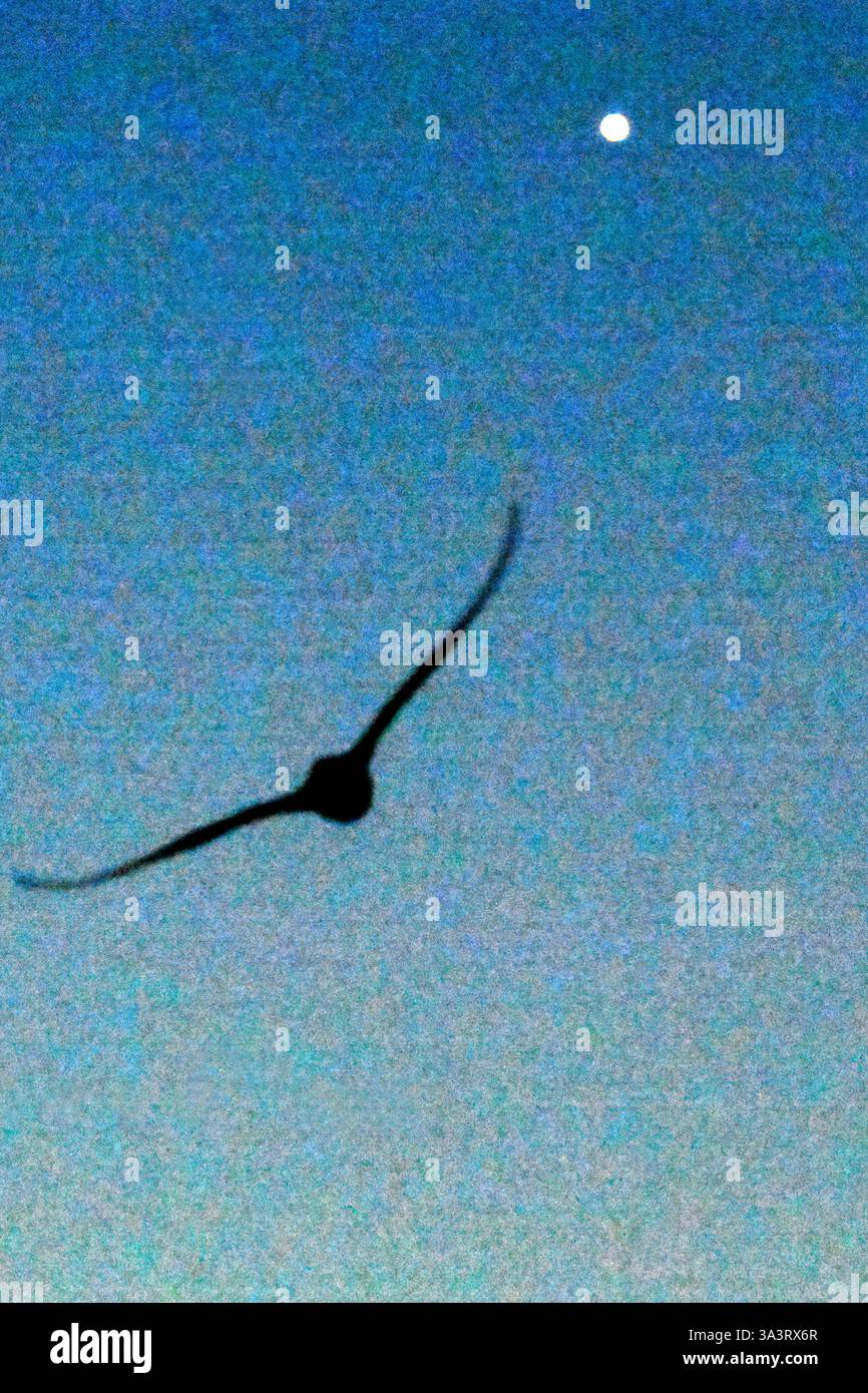 L'uccello marino Short Tailed Shearwater si staglia contro il cielo crepuscolo e torna alla sua tana nidificante dopo essersi nutrito in mare sotto la copertura della notte Foto Stock