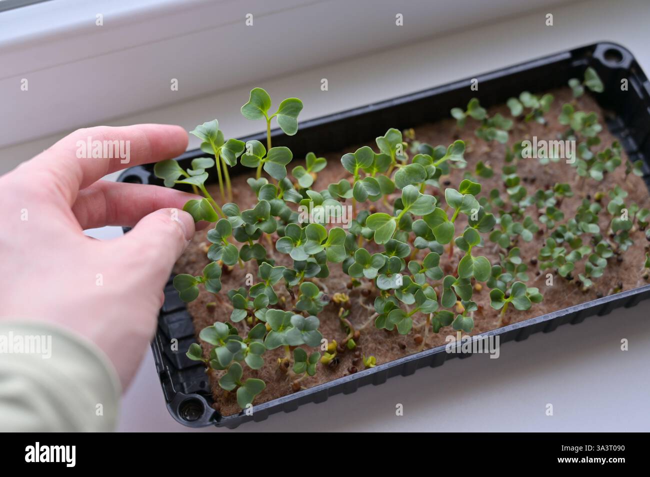 Mano della donna che tocca il ravanello fresco e i germogli di cavolo, coltivando microgreen in un vassoio con tappeto di lino. Crescere a casa su un davanzale. Organico, vegano Foto Stock