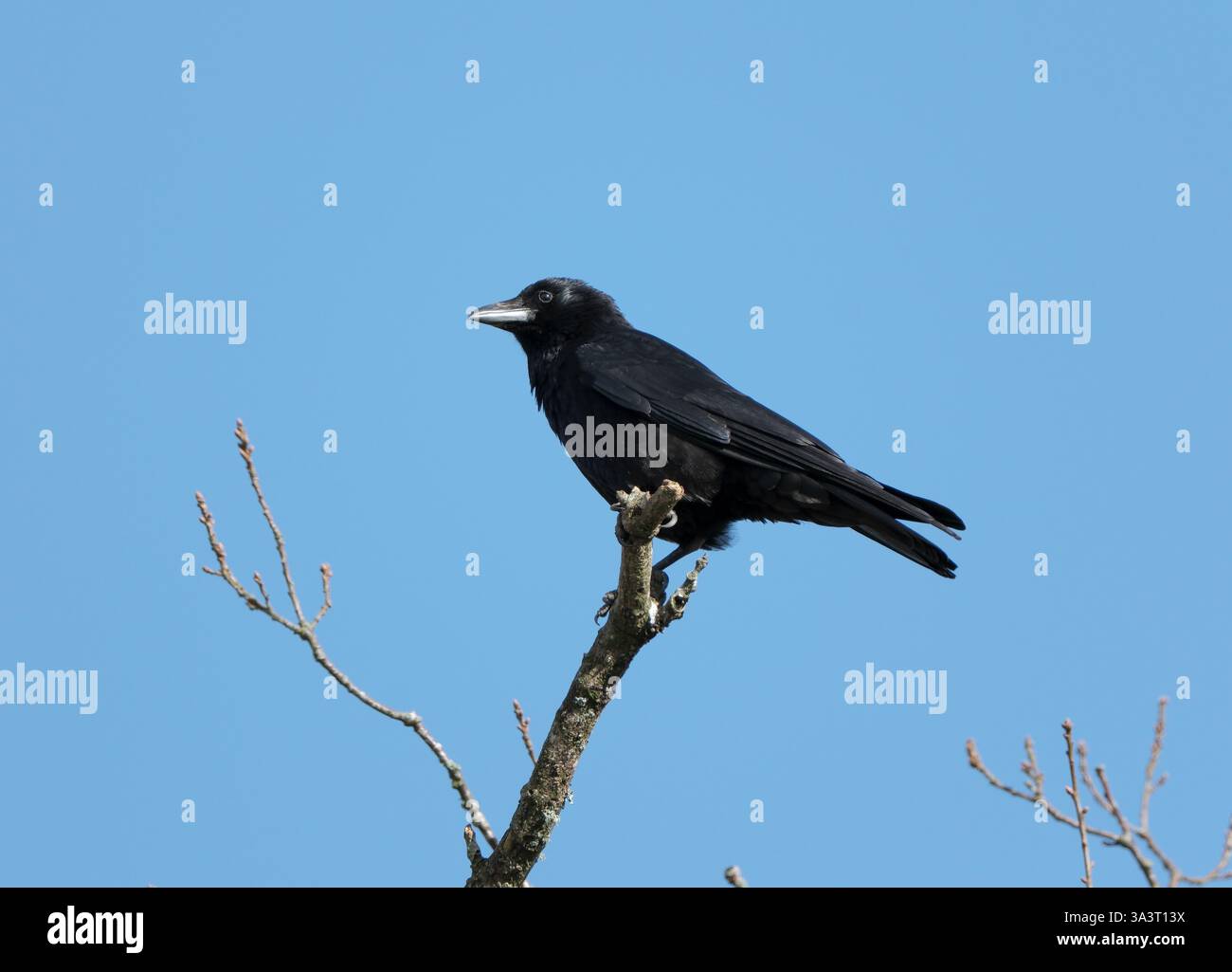 Un corvo si trova appollaiato sul ramo superiore di un albero che si bagna al sole contro un cielo blu nell'Hampshire in Inghilterra. Foto Stock