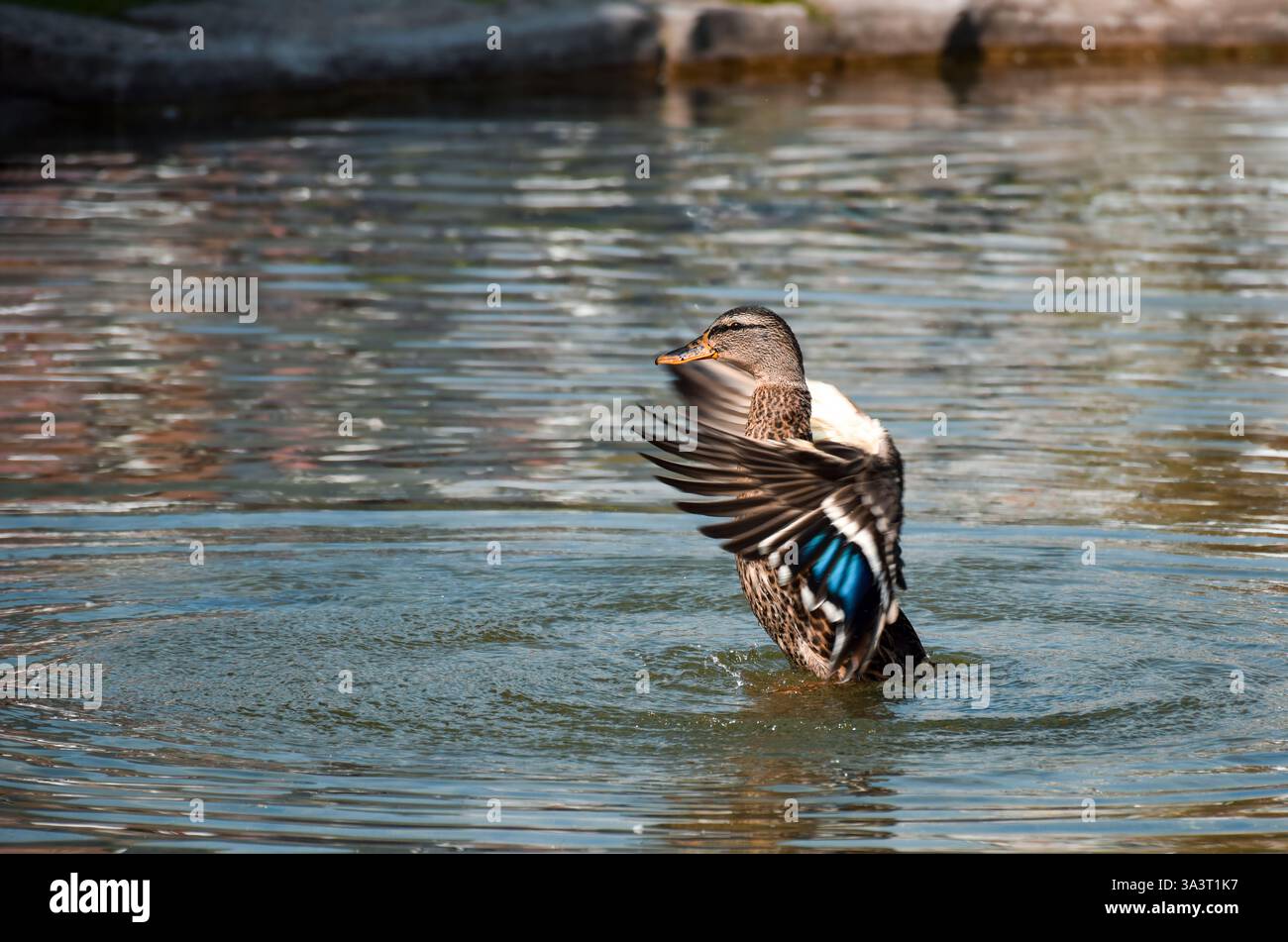 L'anatra Mallard in acqua spalanca le ali e si prepara a volare Foto Stock
