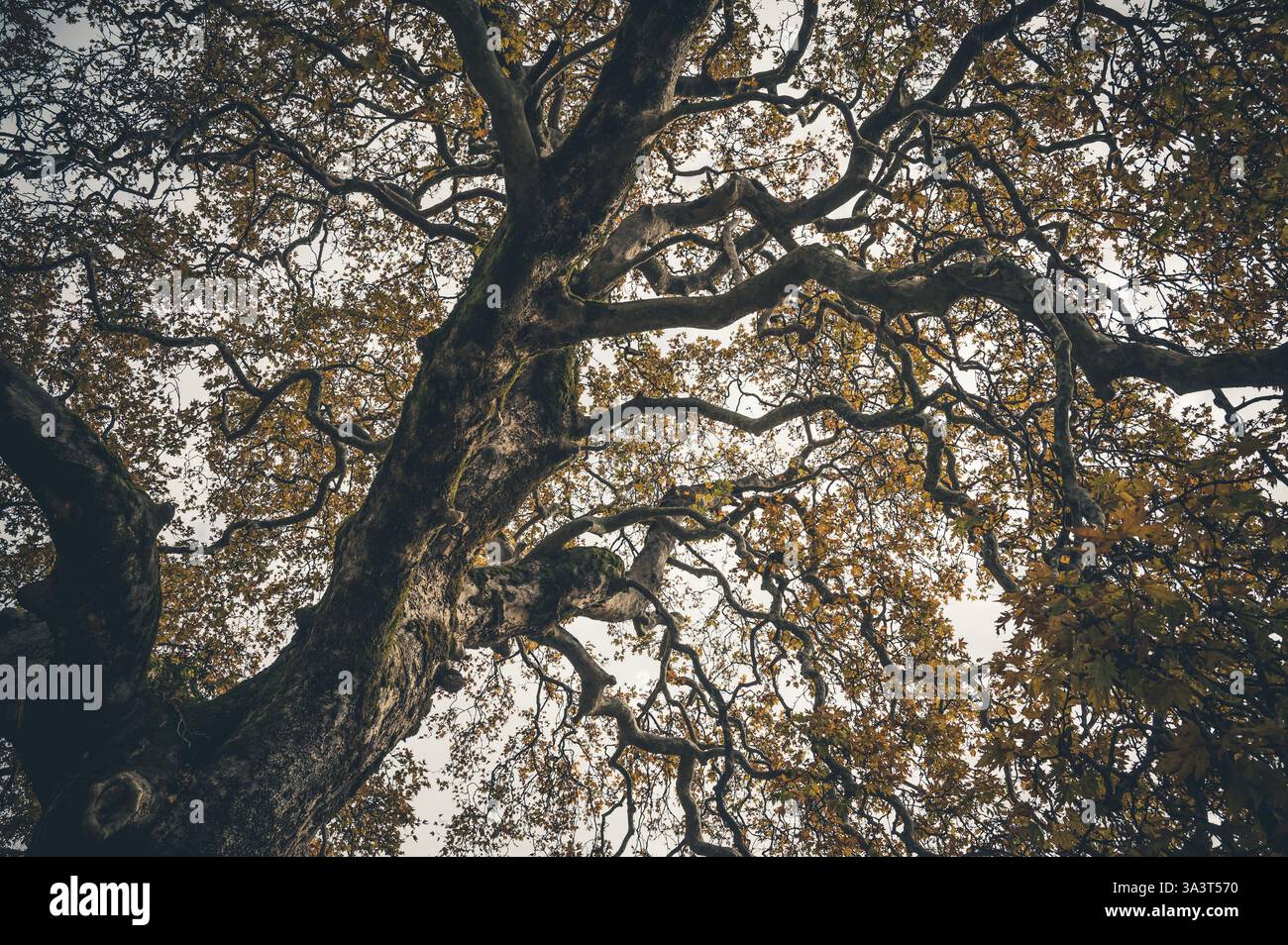 Una grande quercia con foglie gialle in autunno, ad Arkadia, Grecia Foto Stock