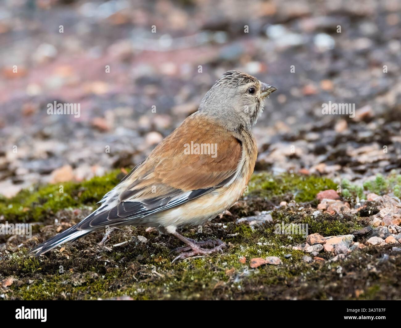 Fanello comune Foto Stock