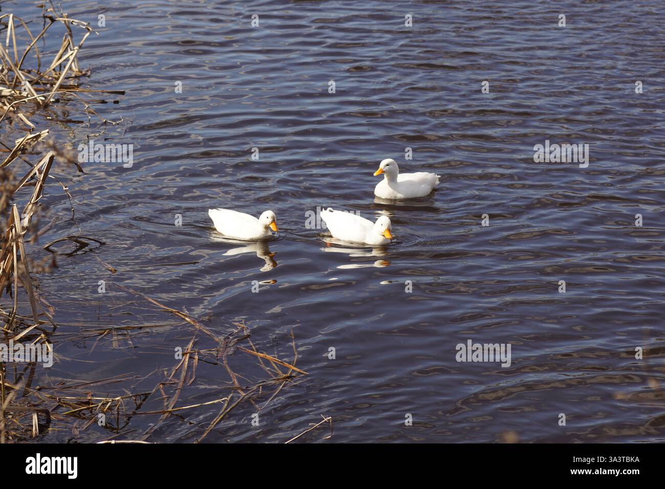 Anatre domestiche bianche (Anas platyrhynchos var. domestica) in acqua. Famiglia Anatidae. March, Paesi Bassi Foto Stock