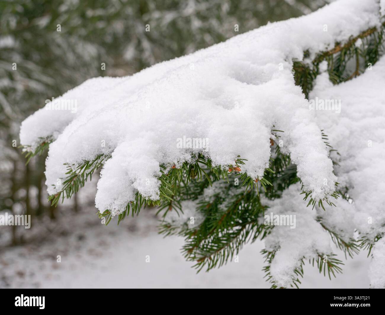 ramo sempreverde innevato con delicati strati bianchi di neve fresca, creando un ambiente invernale sereno in un ambiente forestale con alberi sfocati nel b Foto Stock