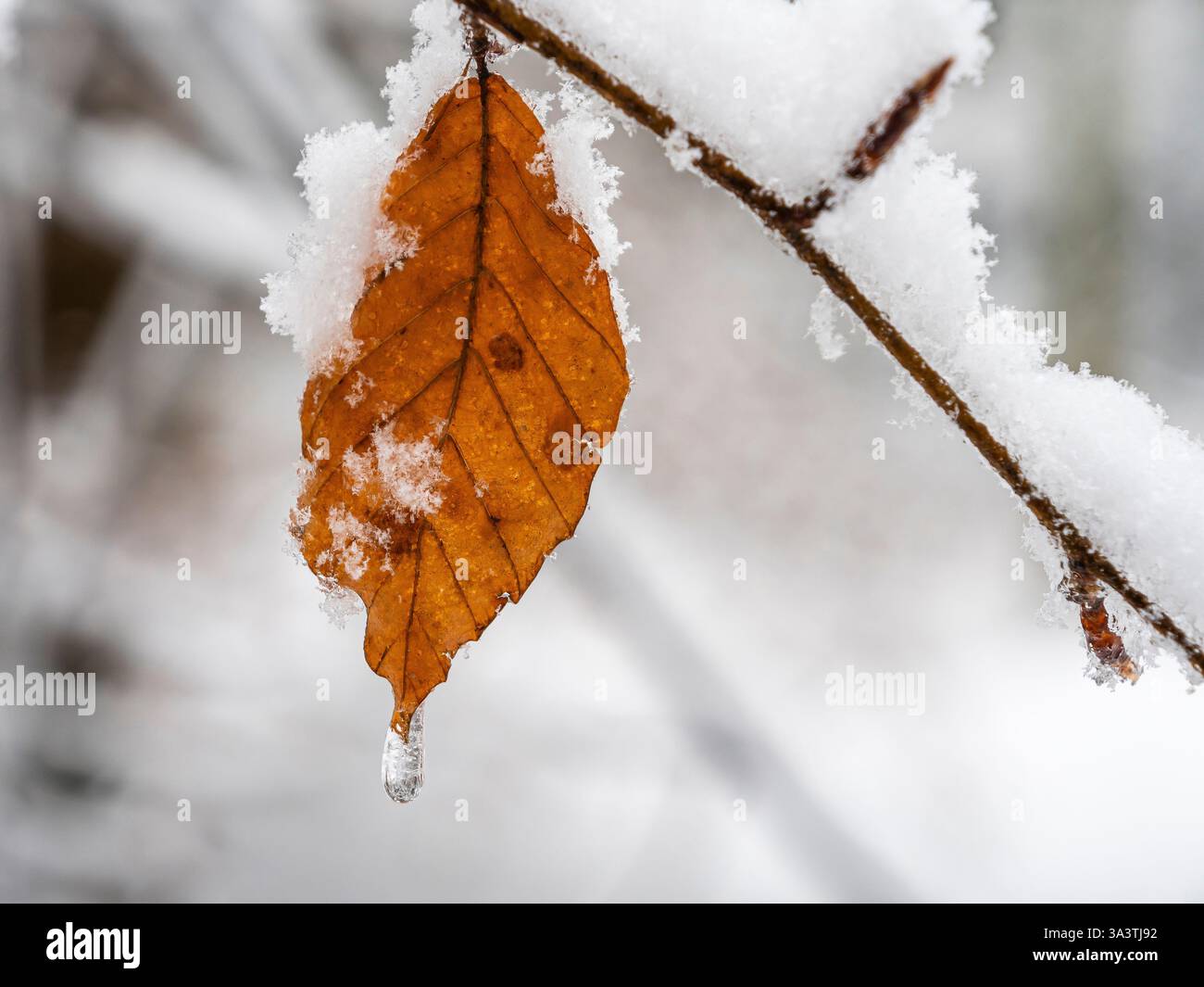 foglia marrone ricoperta di neve con gocce di ghiaccio sciogliente, primo piano di foglie autunnali in inverno, ramo ricoperto di gelo, natura ghiacciata, dettagli delicati, bianco sfocato Foto Stock