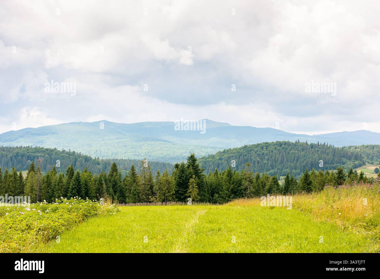 paesaggio in montagna con foresta dietro il campo. natura estiva con cielo nuvoloso. sfondo di campagna Foto Stock