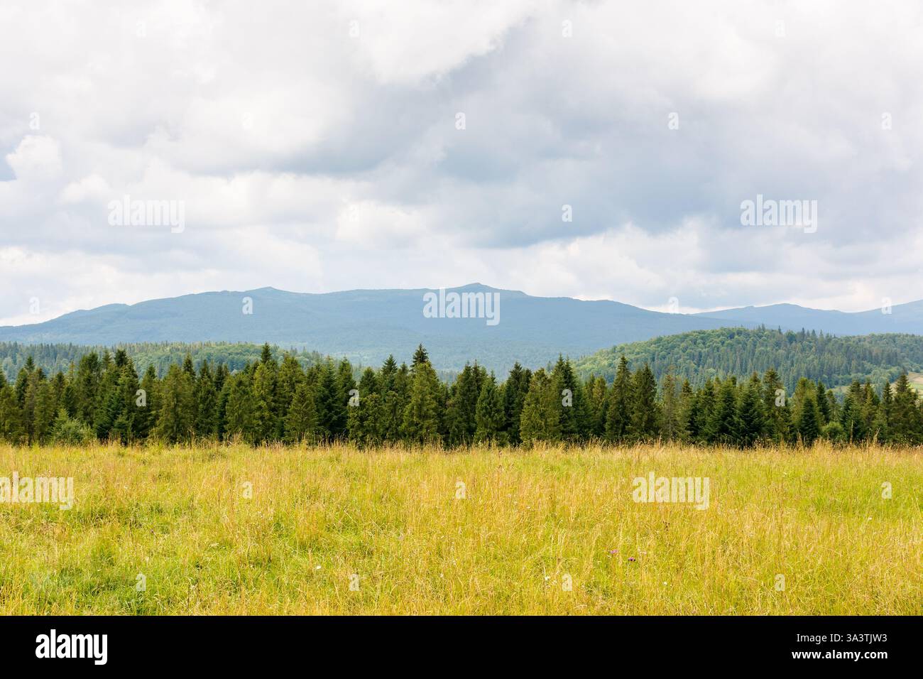 paesaggio in montagna con foresta dietro il campo. natura estiva con cielo nuvoloso. sfondo di campagna Foto Stock