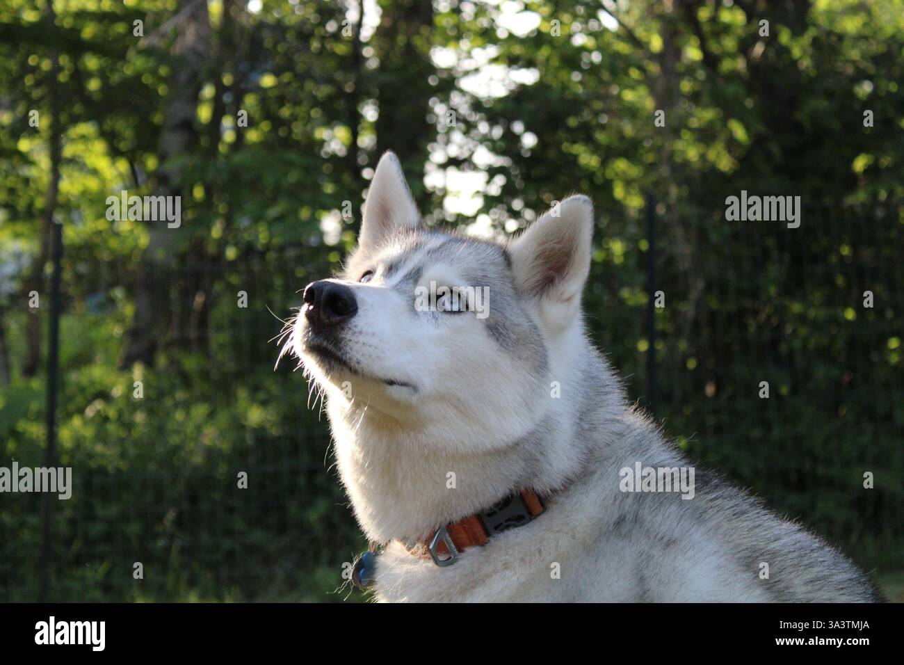 Ritratto di un husky fuori Foto Stock