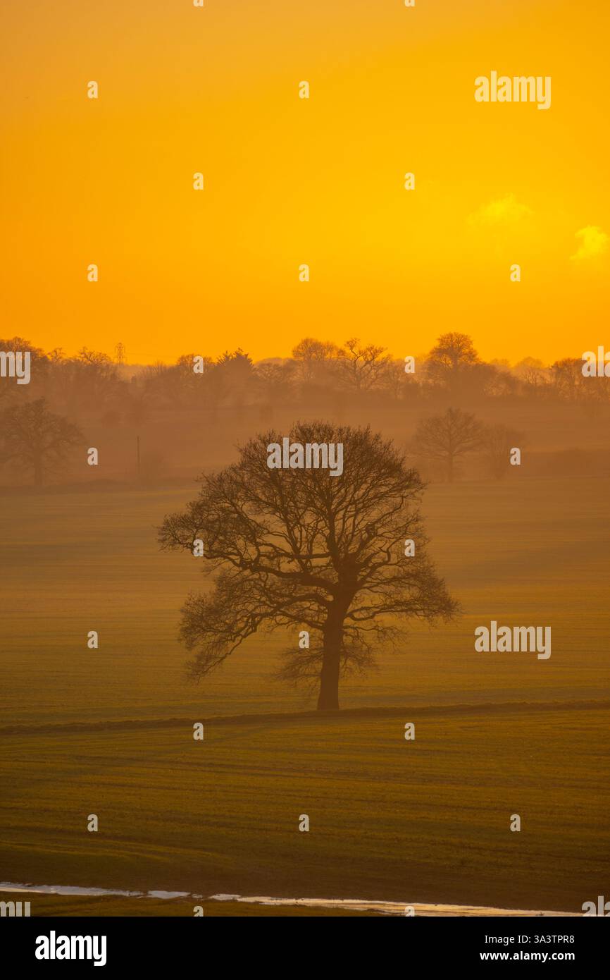 Albero invernale al tramonto nei campi di fattoria vicino a Ingatestone e Margaretting Essex Foto Stock