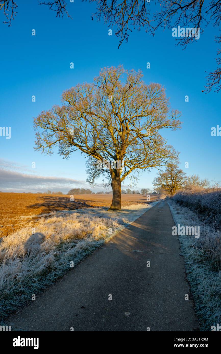 Alberi ricoperti di gelo nella corsia di campagna vicino a Margaretting e Mill Green Essex Foto Stock