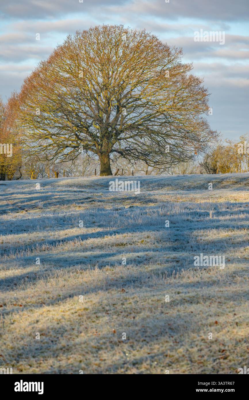 Alberi ricoperti di gelo nella corsia di campagna vicino a Margaretting e Mill Green Essex Foto Stock
