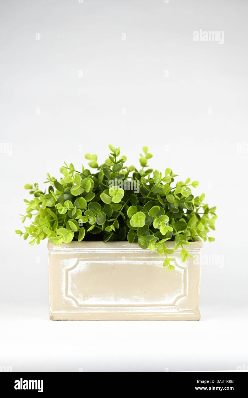 Finto impianto di legno a scatola interna in vaso di ceramica Foto Stock