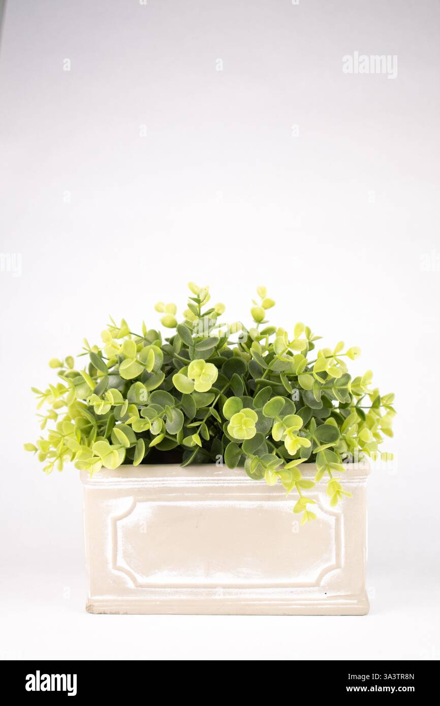 Finto impianto di legno a scatola interna in vaso di ceramica Foto Stock