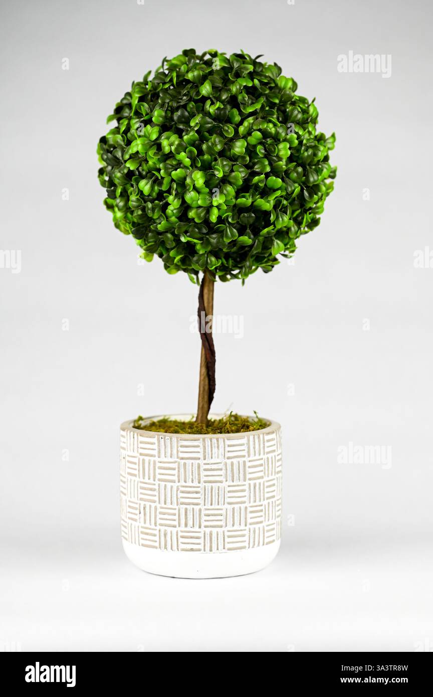 Finto impianto di palle di bosso in vaso di ceramica Foto Stock