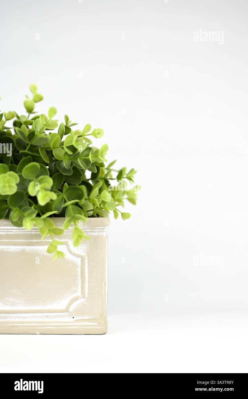 Finto impianto di legno a scatola interna in vaso di ceramica Foto Stock