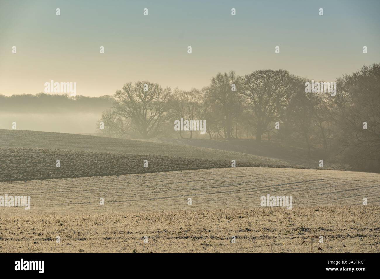 Alberi ricoperti di gelo nella corsia di campagna vicino a Margaretting e Mill Green Essex Foto Stock