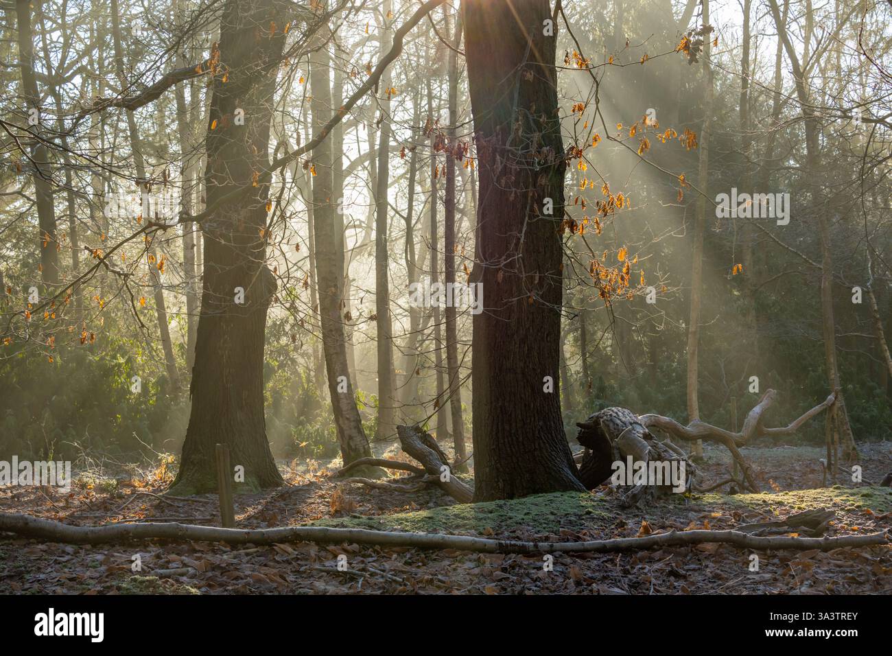 Alberi ricoperti di gelo nei boschi vicino a Margaretting e Mill Green Essex Foto Stock
