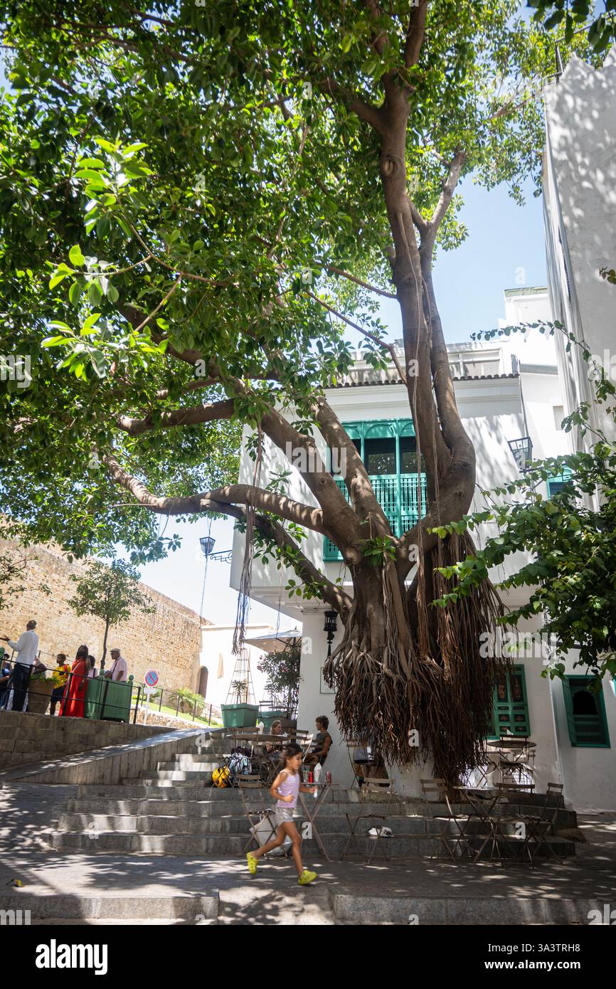 Tangeri, Marocco - 1 agosto 2024: Un bambino corre davanti a un enorme albero di fico australiano Banyan o Moreton Bay che cresce nella zona di Medina (città vecchia e storica). Foto Stock